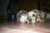 Clic en la foto para verla a toda pantalla: Hoss y Spyder