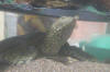 Clic en la foto para verla a toda pantalla: Tortuga de concha blanda