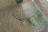 Clic en la foto para verla a toda pantalla: Tortuga de concha blanda