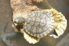 Clic en la foto para verla a toda pantalla: Tortu